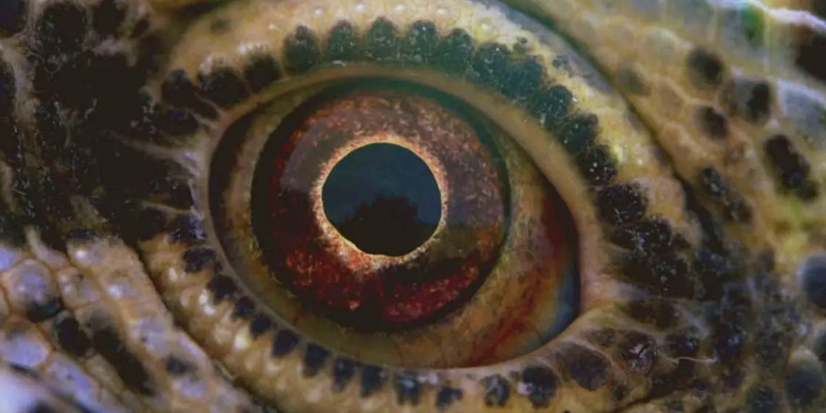 voyage of time spiegazione significato finale documentario Terrence Malick