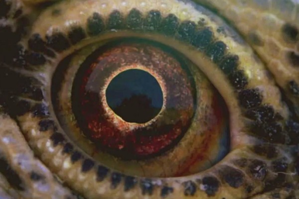 voyage of time spiegazione significato finale documentario Terrence Malick