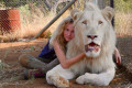 mia e il leone bianco