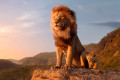 il re leone