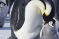 la marcia dei pinguini