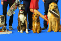 dog days